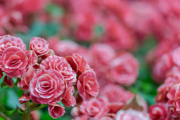 Red rose in the park with copy space.