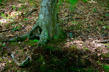 Obraz premium tree roots in the green forest on a beautiful summer day
