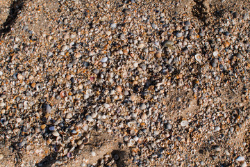 sand on the seashore with shells