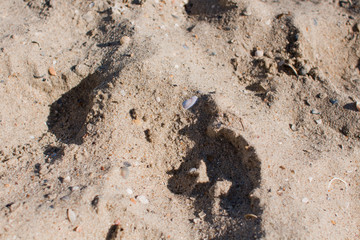 sand on the seashore with shells