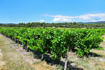 Fototapeta na wymiar Vineyard under a clear sky. Provence, France, near the village of Roussillon