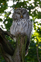 Spotted owl sits on a tree. Prague Zoo, Czech Republic