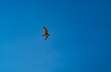 Seagull flies in blue cloudless summer sky