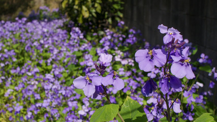 諸葛孔明が広めたという伝説があるショカツサイ