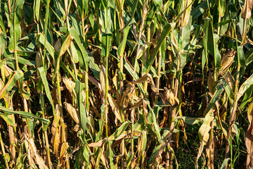Campi di mais in Pianura Padana