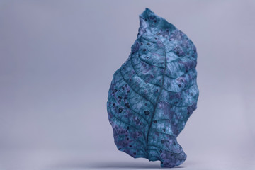 Beautiful faded old one leaf in blue light. Minimalism autumn style concept. Background pattern for...