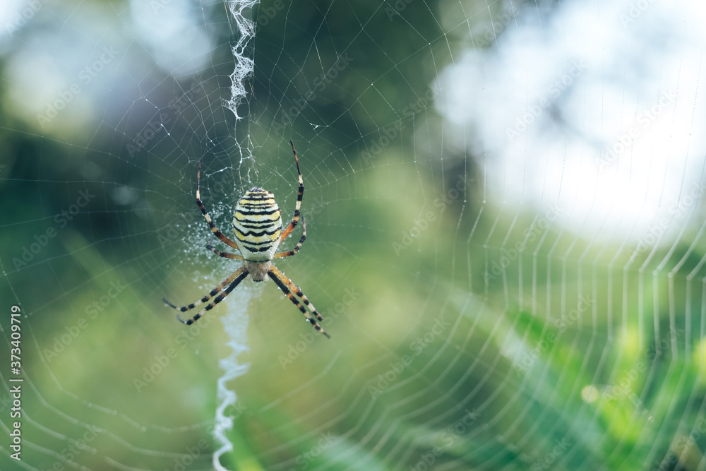 Poster cobweb or spider's web against a natural background, dew drops on a spider .