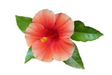 Red hibiscus on white background © Chorthip S.