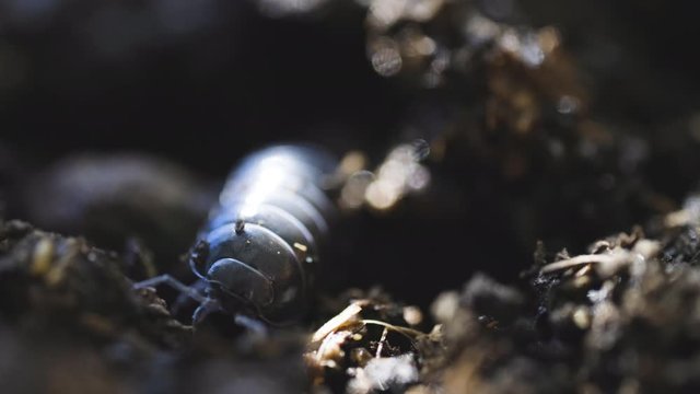 A woodlouse is a crustacean from the monophyletic suborder Oniscidea within the isopods. Found in old wood and mulch. The first woodlice colonised land in the Carboniferous period. Macro Insects.