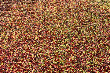 Coffee beans drying in the sun              