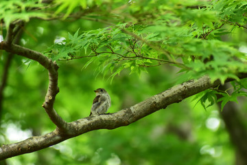 夏の森のコサメビタキ