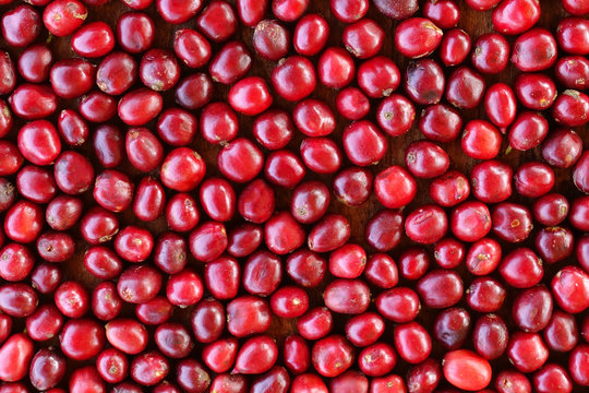 close up of fresh coffee beans for background                                