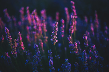 Lavendel in Nahaufnahme