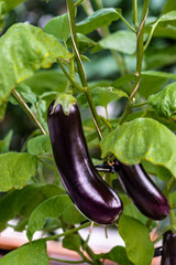 Eggplant - Exhibits of the 19th China Changchun International Agricultural Expo