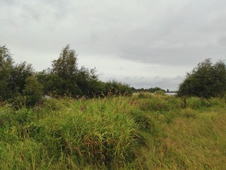 Obraz premium greenery of grass and trees near the river bank against the background of a cloudy sky before the rain