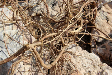 dry branches or plant roots intertwined creating a beautiful pattern of light and shadow on the huge stones of the southern coast of the countries on a sunny day