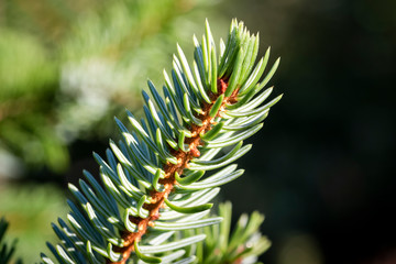 Branch decorative fir close-up in the back yard of a private house