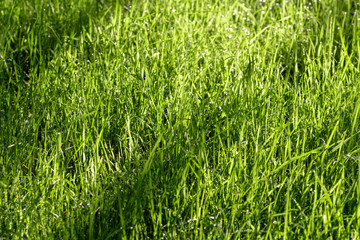 Green lawn grass close up how the background