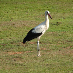 Einsamer Storch, der auf der Wiese steht