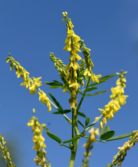 Steinklee, Melilotus, officinalis