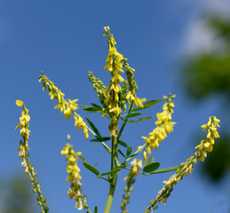 Steinklee, Melilotus, officinalis