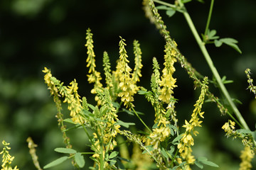 Steinklee, Melilotus, officinalis