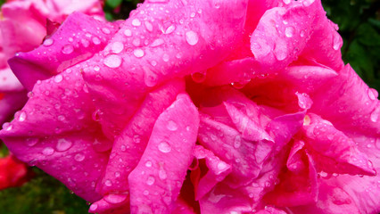 雨上がりに水滴が輝く美しいバラの花のアップ