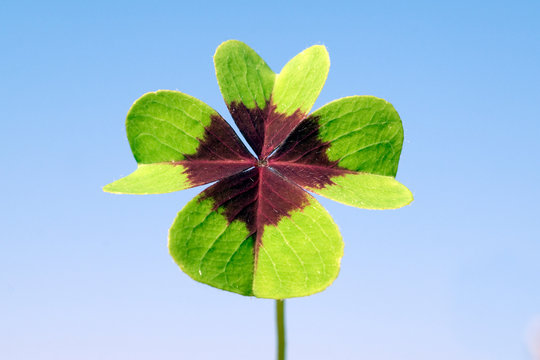Oxalis tetraphylla; four-bladed; wood sorrel