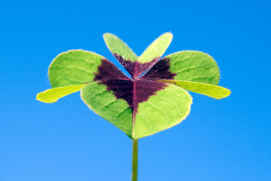 Oxalis tetraphylla; four-bladed; wood sorrel