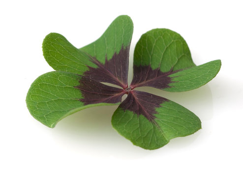 Oxalis tetraphylla; four-bladed