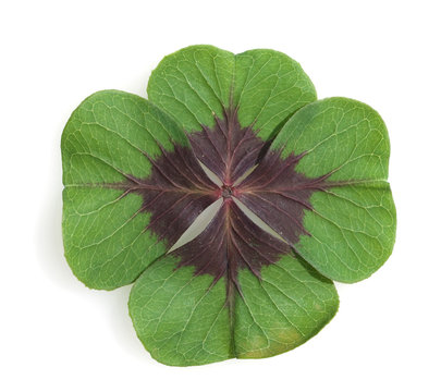 Oxalis tetraphylla; four-bladed
