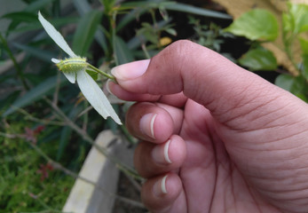 hand holding a leaf infected with pests, insects damaging agriculture crop