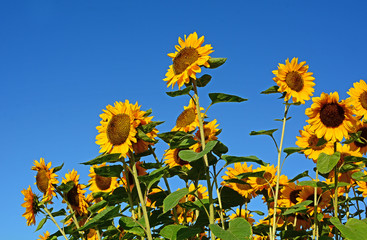 Obraz premium Sonnenblume
