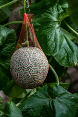 Melon - Exhibits of the 19th China Changchun International Agricultural Expo