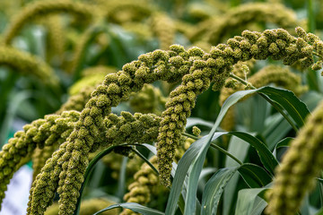 Millet - Exhibits of the 19th China Changchun International Agricultural Expo