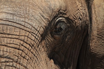 Fototapeta premium Close-up of the African elephant