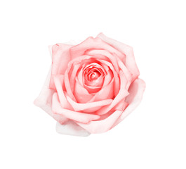 Pink rose flowers with water drops isolated on white background top view