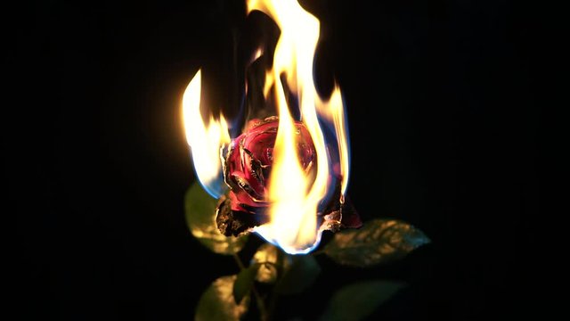 Burning flower close up with dark background. Fire and rose in the dark room. 