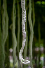 Snake gourd - Exhibits of the 19th China Changchun International Agricultural Expo