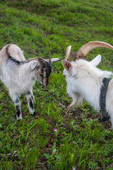 Obraz premium White goats at a Russian traditional village farm house, Tigrovoye, Primorsky Krai, Russia