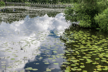 The sky is reflected in the waters of a forest lake