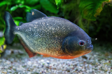 Red-bellied piranha (Pygocentrus nattereri) freshwater fish, family: Serrasalmidae, region: South America