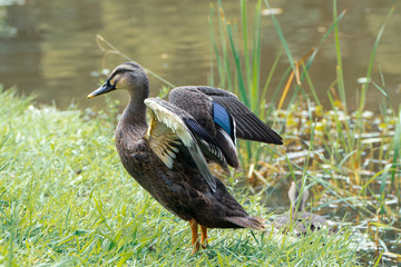 水辺で羽を広げるカルガモ