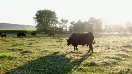 Large black Angus bull for breeding cows, grass-fed beef and organic animal meat protein production concept, grazing on pasture meadow grass covered in dew during summer