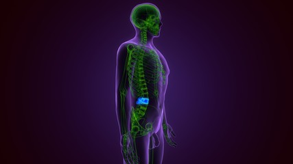 3D Illustration Concept of Spinal Cord Vertebral Column Lumbar Vertebrae of Human Skeleton System Anatomy
