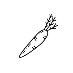 Carrot. Hand drawn vector doodle illustration.