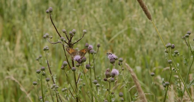 beautiful butterfly sits on the thistle plant