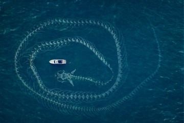 The sea serpent
