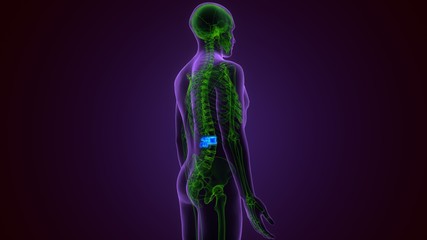 3D Illustration Concept of Spinal Cord Vertebral Column Thoracic Vertebrae of Human Skeleton System Anatomy
