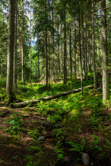 Scene at hiking trail in Nuuksio national park, Espoo, Finland.